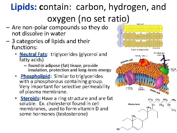 Lipids: contain: carbon, hydrogen, and oxygen (no set ratio) – Are non-polar compounds so