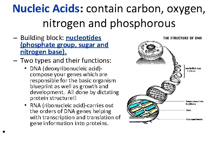 Nucleic Acids: contain carbon, oxygen, nitrogen and phosphorous – Building block: nucleotides (phosphate group,