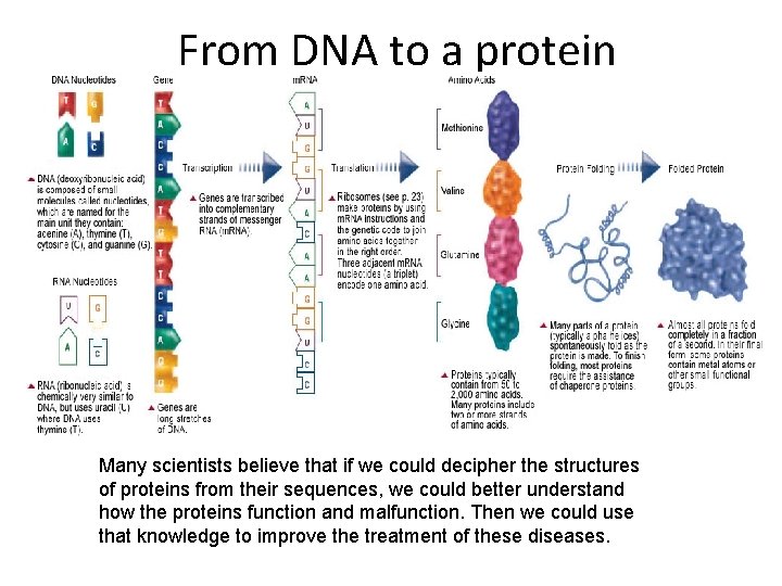 From DNA to a protein Many scientists believe that if we could decipher the