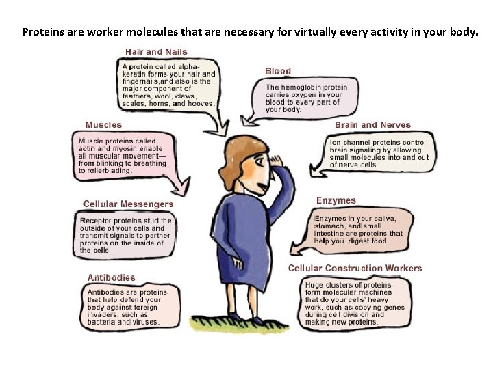 Proteins are worker molecules that are necessary for virtually every activity in your body.