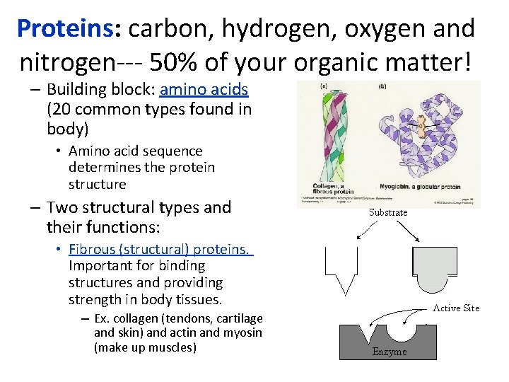 Proteins: carbon, hydrogen, oxygen and nitrogen--- 50% of your organic matter! – Building block: