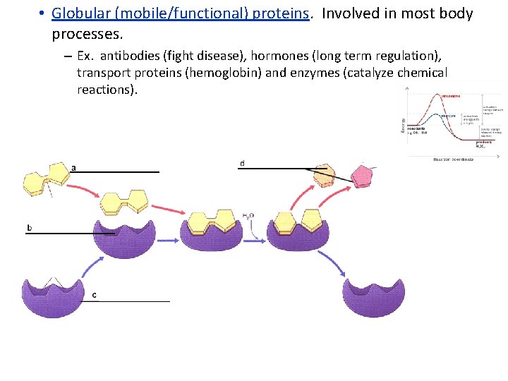  • Globular (mobile/functional) proteins. Involved in most body processes. – Ex. antibodies (fight