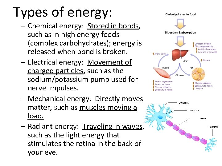 Types of energy: – Chemical energy: Stored in bonds, such as in high energy