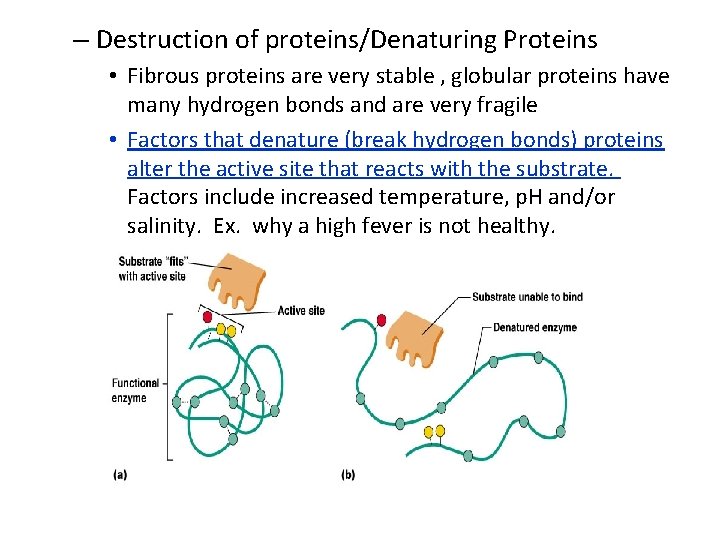 – Destruction of proteins/Denaturing Proteins • Fibrous proteins are very stable , globular proteins