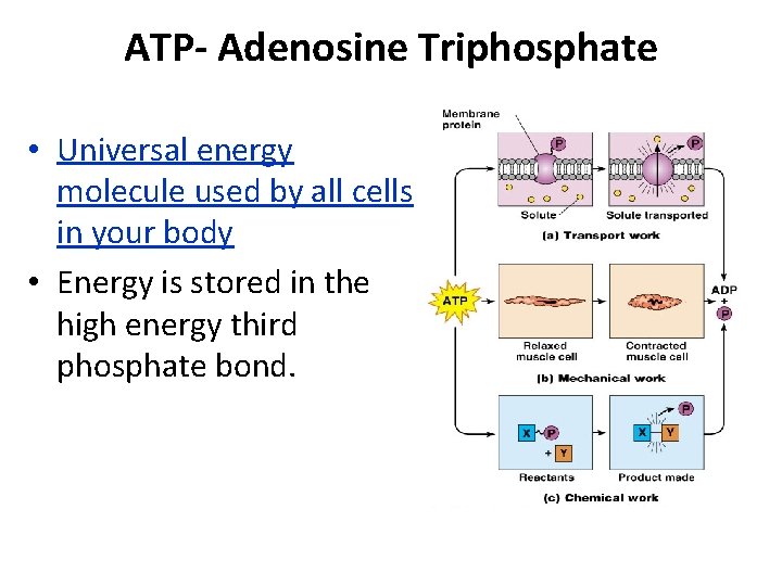 ATP- Adenosine Triphosphate • Universal energy molecule used by all cells in your body