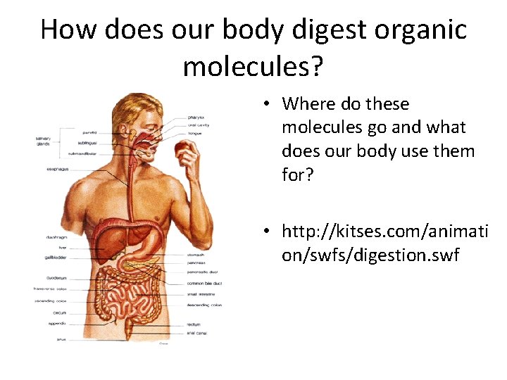 How does our body digest organic molecules? • Where do these molecules go and