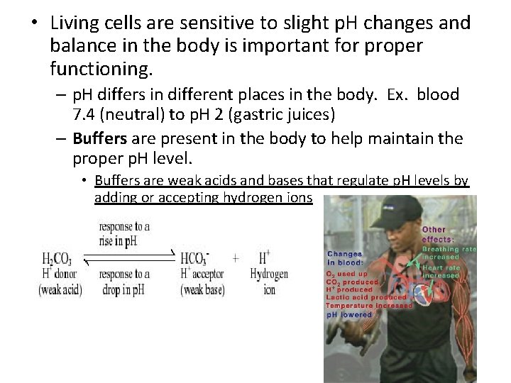  • Living cells are sensitive to slight p. H changes and balance in