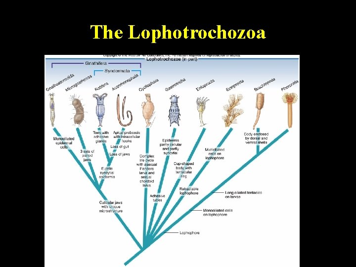 The Lophotrochozoa 