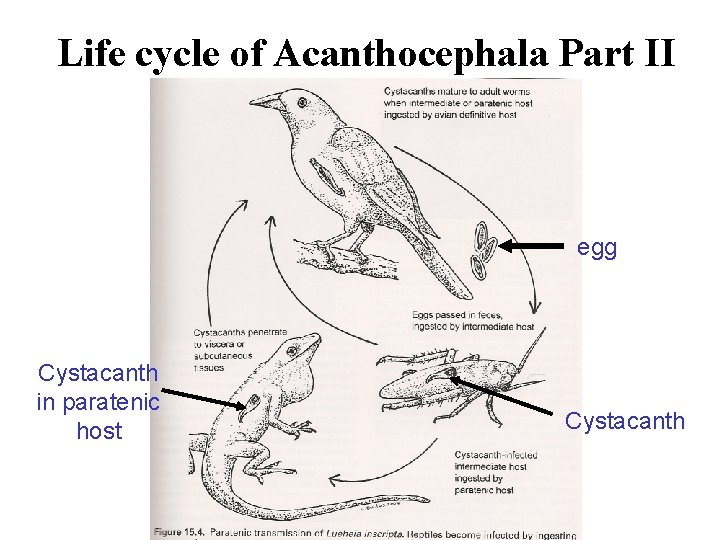 Life cycle of Acanthocephala Part II egg Cystacanth in paratenic host Cystacanth 