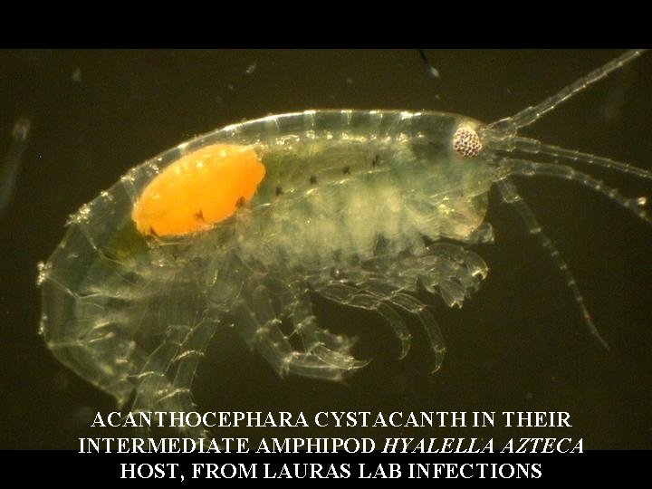 ACANTHOCEPHARA CYSTACANTH IN THEIR INTERMEDIATE AMPHIPOD HYALELLA AZTECA HOST, FROM LAURAS LAB INFECTIONS 