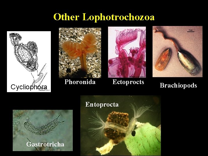 Other Lophotrochozoa Cycliophora Phoronida Ectoprocts Entoprocta Gastrotricha Brachiopods 