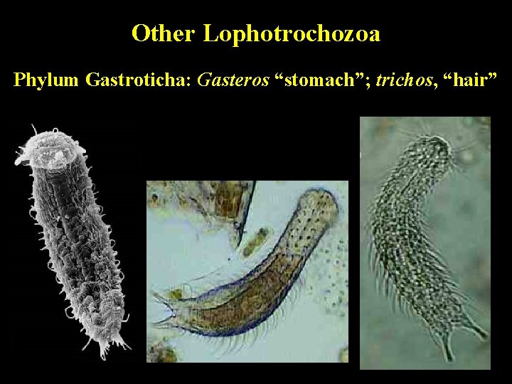Other Lophotrochozoa Phylum Gastroticha: Gasteros “stomach”; trichos, “hair” 