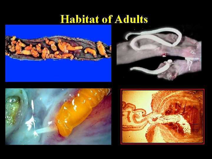 Habitat of Adults 