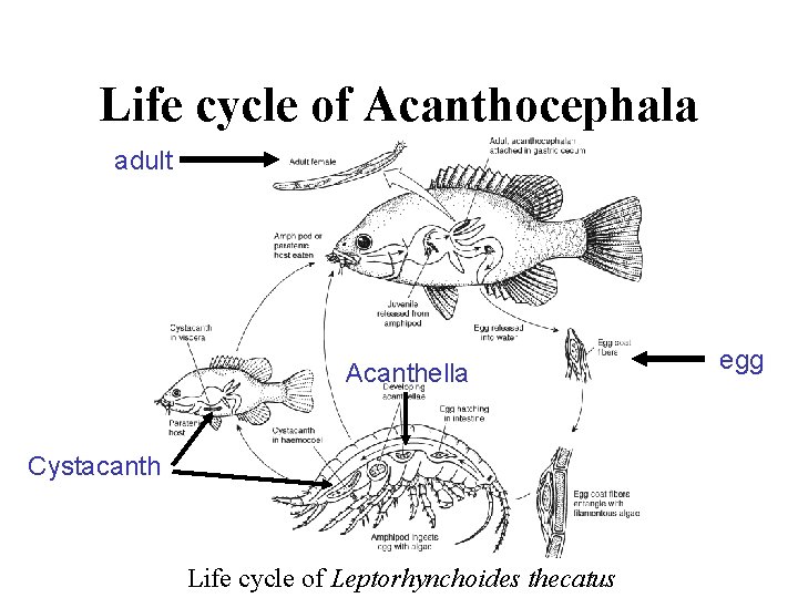 Life cycle of Acanthocephala adult Acanthella Cystacanth Life cycle of Leptorhynchoides thecatus egg 
