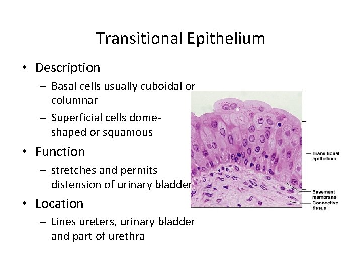 Transitional Epithelium • Description – Basal cells usually cuboidal or columnar – Superficial cells