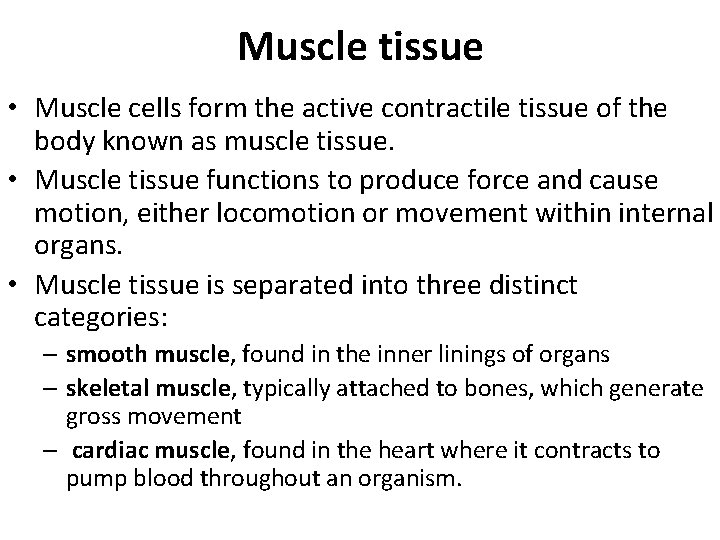 Muscle tissue • Muscle cells form the active contractile tissue of the body known
