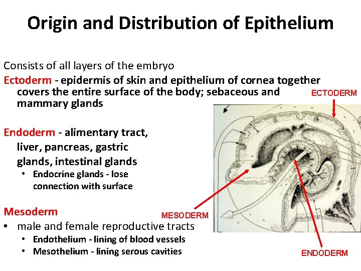 Origin and Distribution of Epithelium Consists of all layers of the embryo Ectoderm -