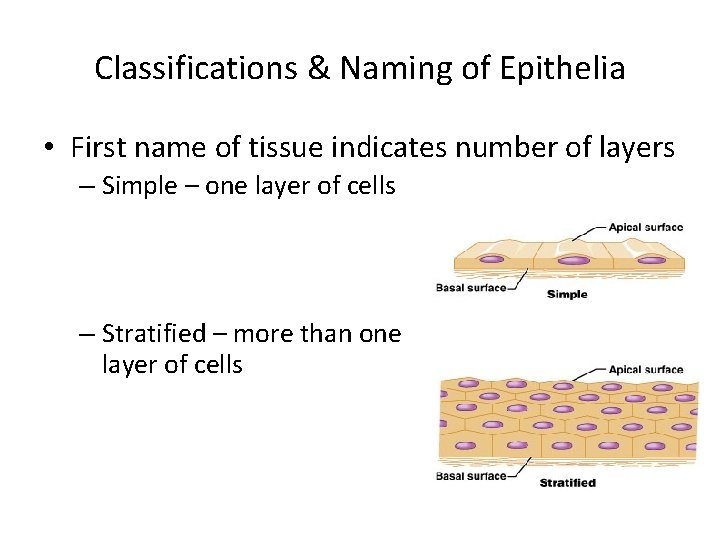 Classifications & Naming of Epithelia • First name of tissue indicates number of layers