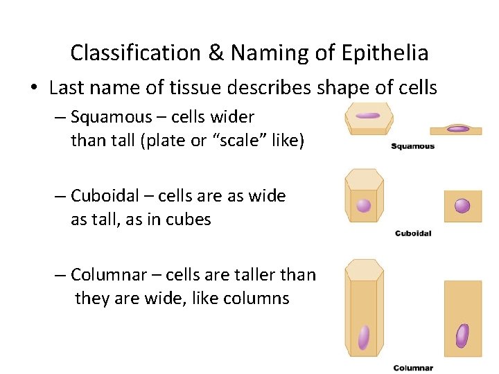 Classification & Naming of Epithelia • Last name of tissue describes shape of cells
