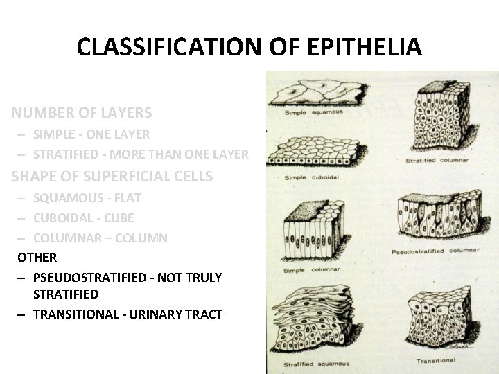 CLASSIFICATION OF EPITHELIA NUMBER OF LAYERS – SIMPLE - ONE LAYER – STRATIFIED -