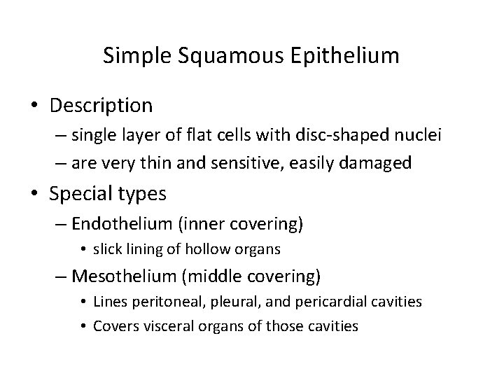 Simple Squamous Epithelium • Description – single layer of flat cells with disc-shaped nuclei