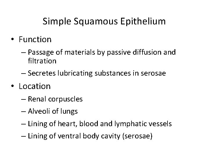 Simple Squamous Epithelium • Function – Passage of materials by passive diffusion and filtration