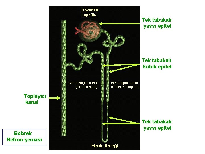 Bowman kapsülü Tek tabakalı yassı epitel Tek tabakalı kübik epitel Çıkan dalgalı kanal (Distal