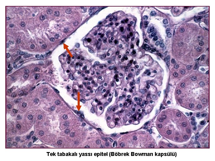 Tek tabakalı yassı epitel (Böbrek Bowman kapsülü) 