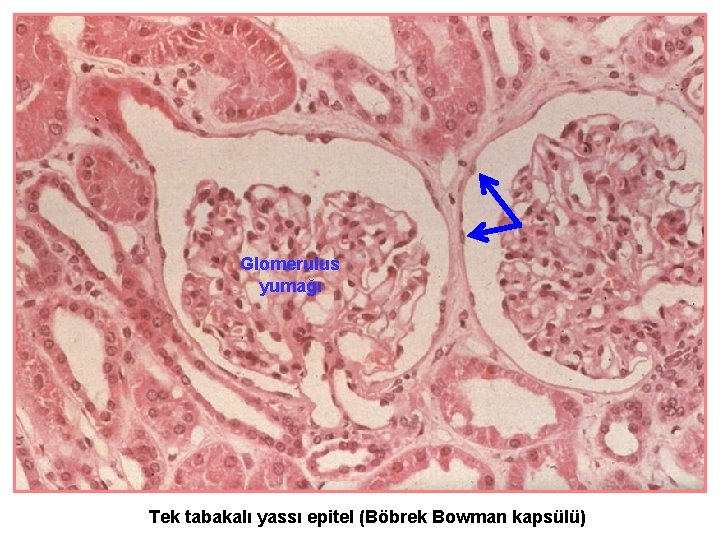 Glomerulus yumağı Tek tabakalı yassı epitel (Böbrek Bowman kapsülü) 