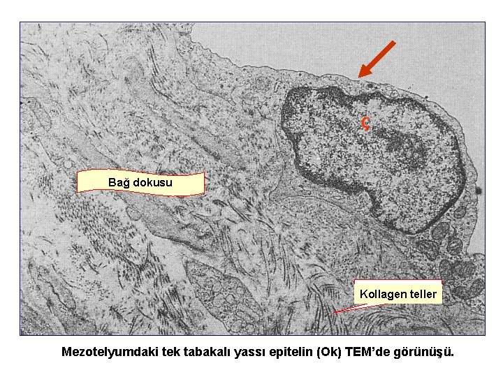 Ç Bağ dokusu Kollagen teller Mezotelyumdaki tek tabakalı yassı epitelin (Ok) TEM’de görünüşü. 