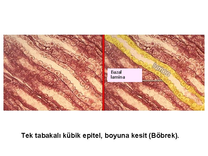 Bazal lamina Tek tabakalı kübik epitel, boyuna kesit (Böbrek). 