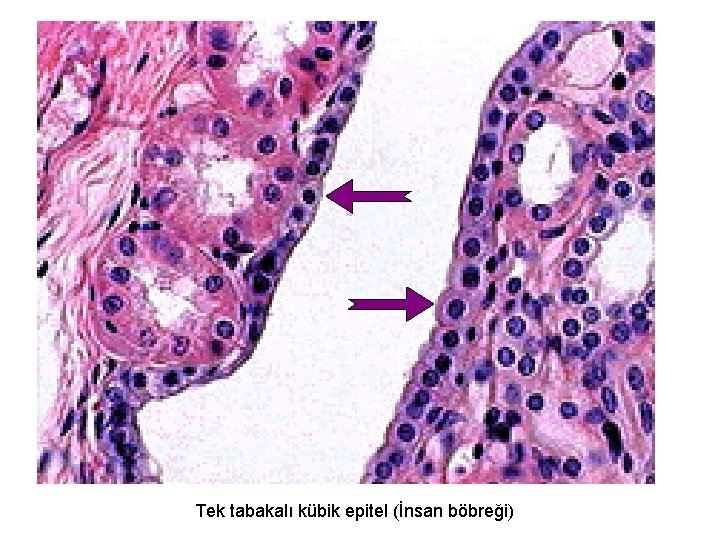 Tek tabakalı kübik epitel (İnsan böbreği) 