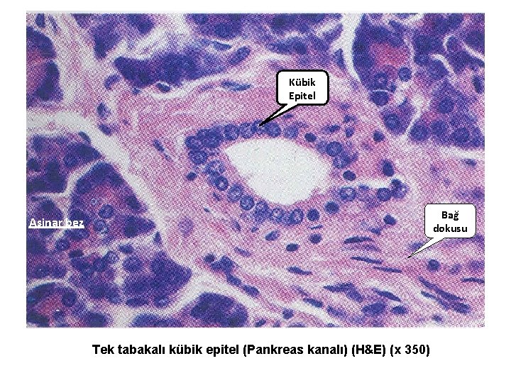 Kübik Epitel Bağ dokusu Asinar bez Tek tabakalı kübik epitel (Pankreas kanalı) (H&E) (x