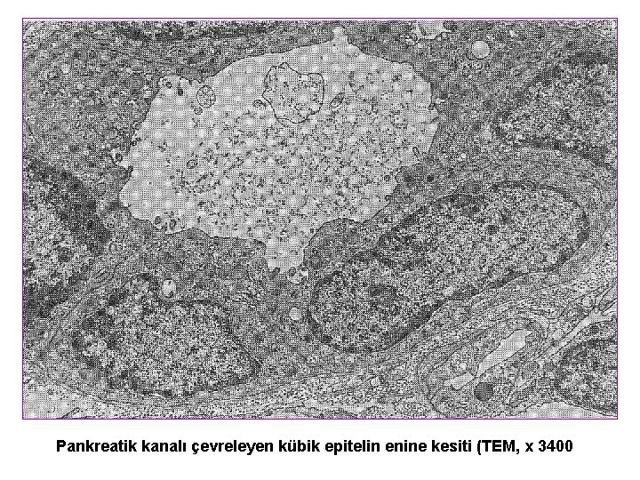 Pankreatik kanalı çevreleyen kübik epitelin enine kesiti (TEM, x 3400 