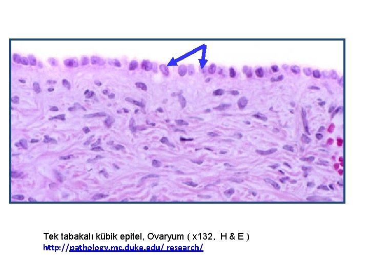 Tek tabakalı kübik epitel, Ovaryum ( x 132, H & E ) http: //pathology.