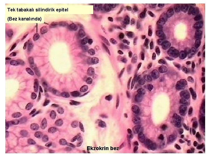 Tek tabakalı silindirik epitel (Bez kanalında) Ekzokrin bez 