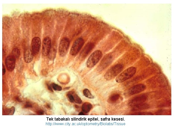 Tek tabakalı silindirik epitel, safra kesesi. http: //www. city. ac. uk/optometry/Biolabs/Tissue 