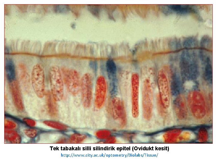 Siller Tek tabakalı silli silindirik epitel (Ovidukt kesit) http: //www. city. ac. uk/optometry/Biolabs/Tissue/ 