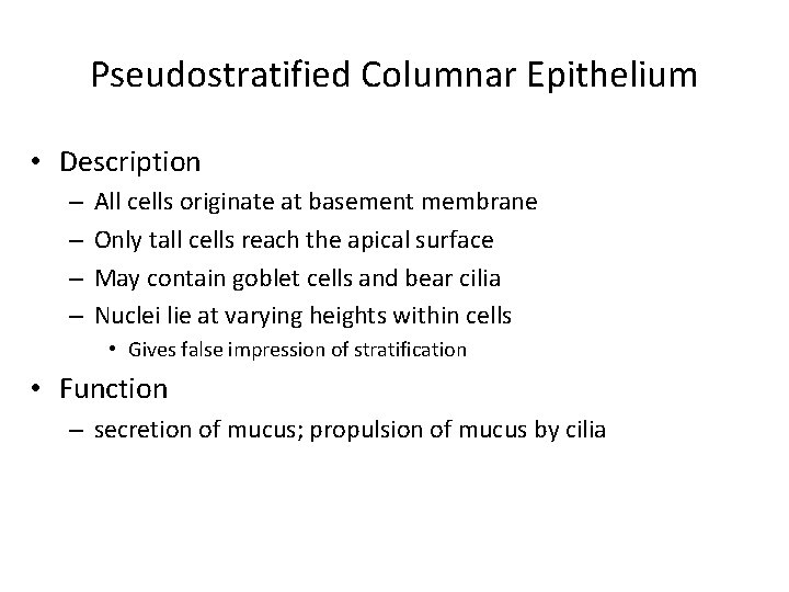 Pseudostratified Columnar Epithelium • Description – – All cells originate at basement membrane Only