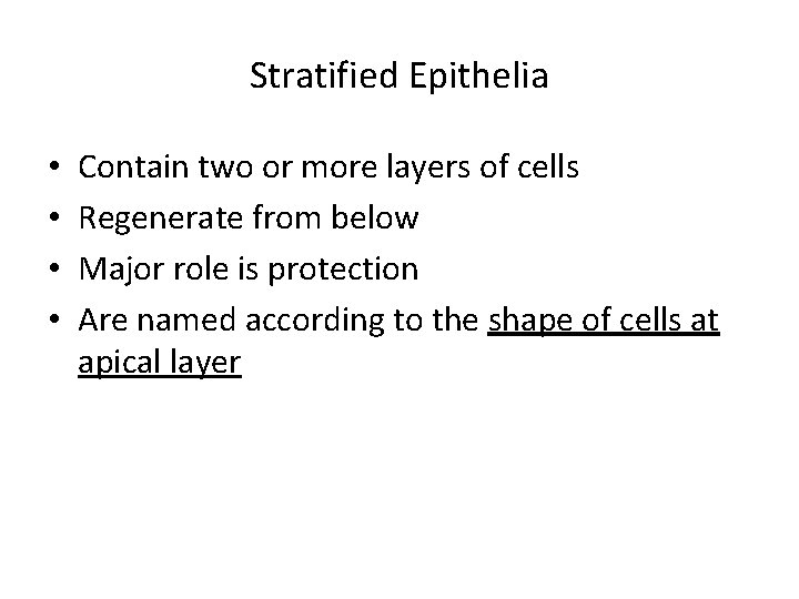 Stratified Epithelia • • Contain two or more layers of cells Regenerate from below