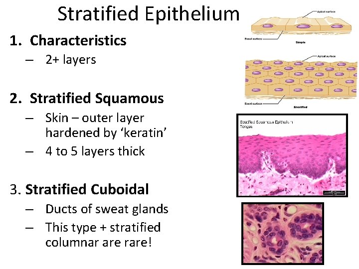Stratified Epithelium 1. Characteristics – 2+ layers 2. Stratified Squamous – Skin – outer