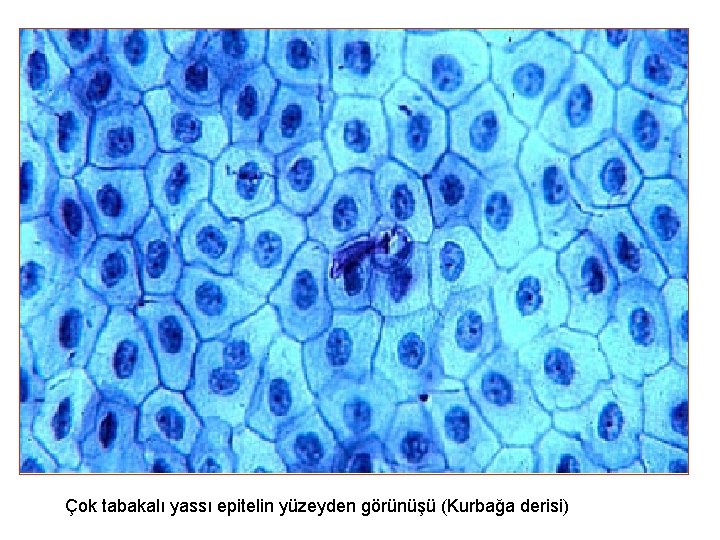 Çok tabakalı yassı epitelin yüzeyden görünüşü (Kurbağa derisi) 