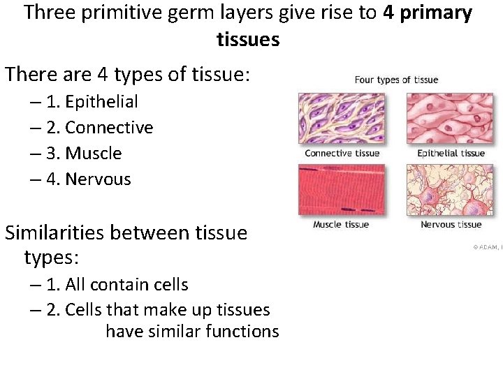 Three primitive germ layers give rise to 4 primary tissues There are 4 types