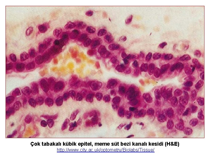 Çok tabakalı kübik epitel, meme süt bezi kanalı kesidi (H&E) http: //www. city. ac.