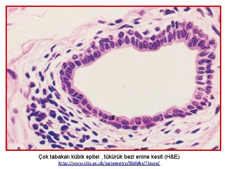 Çok tabakalı kübik epitel , tükürük bezi enine kesit (H&E) http: //www. city. ac.