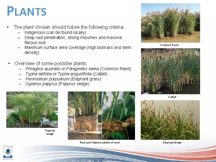 PLANTS • The plant chosen should follow the following criteria: – Indigenous (can be