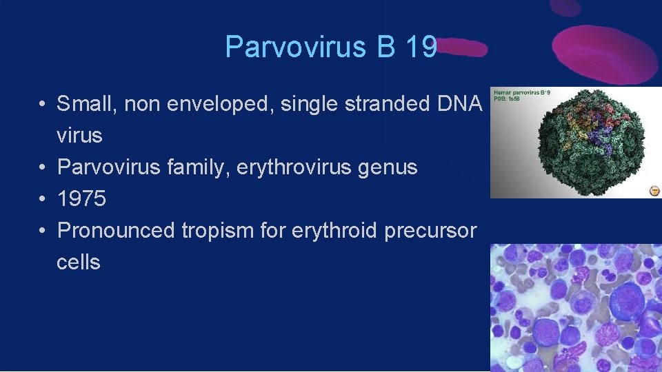 Parvovirus B 19 • Small, non enveloped, single stranded DNA virus • Parvovirus family,