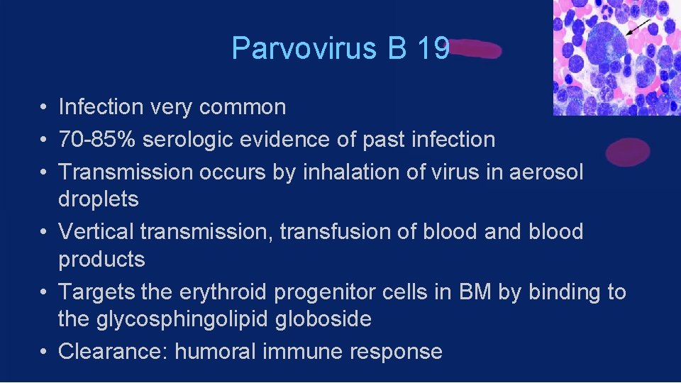 Parvovirus B 19 • Infection very common • 70 -85% serologic evidence of past