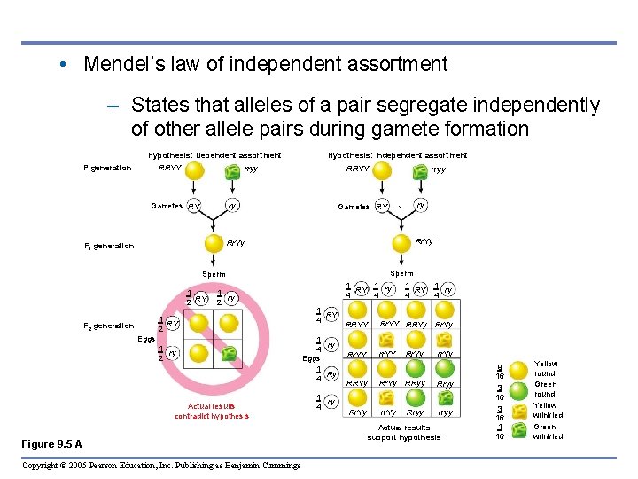  • Mendel’s law of independent assortment – States that alleles of a pair