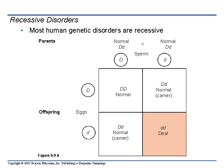 Recessive Disorders • Most human genetic disorders are recessive Parents Normal Dd Sperm D